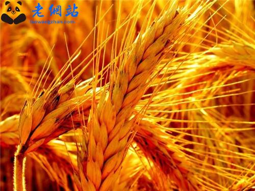 2023年中国农民丰收节心得与感悟五篇